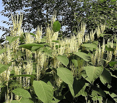 Giant Knotweed